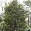 Gelbe Leyland Zypresse Castlewellan Gold 100-125cm - Cupressocyparis leylandii