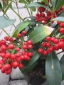 Skimmia japonica Temptation - Japanische Fruchtskimmie - 30-40cm