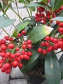 Skimmia japonica Temptation - Japanische Fruchtskimmie - 30-40cm