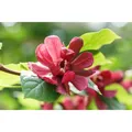 Calycanthus Raunstonii Gewürzstrauch 60-80 cm
