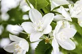 Deutzia gracilis 30-40 cm - Maiblumenstrauch, weiße Blüten, Blütezeit Mai-Juni, ideal für Rabatten, pflegeleicht und winterhart