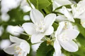 Deutzia gracilis, Maiblumenstrauch, weiß, 30–40 cm