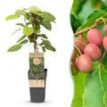 Green boutiQ - Fruchtpflanze - Actinidia arguta Weiki - Kiwi-Pflanze - Männlich - Rote - Lila Früchte - 1 Pflanze - Topf 15cm - Höhe 50cm