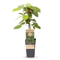 Green boutiQ - Fruchtpflanze - Actinidia arguta Weiki - Kiwi-Pflanze - Männlich - Rote - Lila Früchte - 1 Pflanze - Topf 15cm - Höhe 50cm