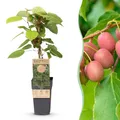 Actinidia arguta Weiki Kiwi-Pflanze Männlich Rote Lila Früchte 1x ø15cm ↕50cm