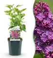 Green boutiQ - Gartenpflanze - Syringa vulgaris Ludwig Spath - Gewöhnliche Flieder - Winterhart - Lila - 1 Pflanze - Topf 17cm - Höhe 45cm
