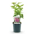 Green boutiQ - Gartenpflanze - Syringa vulgaris Ludwig Spath - Gewöhnliche Flieder - Winterhart - Lila - 1 Pflanze - Topf 17cm - Höhe 45cm