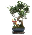 Bonsai Chinesischer Feigenbaum - Ficus retusa - ca. 6 Jahre
