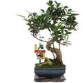 Exotenherz Bonsai Chinesischer Feigenbaum Ficus Retusa ca. 6 Jahre