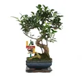 Exotenherz Zimmerpflanze Bonsai Chinesischer Feigenbaum - Ficus retusa - ca. 6 Jahre