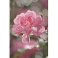 Komar Fototapete Bouquet - Größe 184 x 254 cm, glatt, bedruckt, Wohnzimmer, Schlafzimmer bunt|grün|rosa