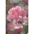 Komar Fototapete Bouquet 184 cm x 254 cm FSC