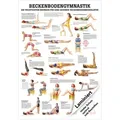 Beckenbodengymnastik Mini-Poster Anatomie 34x24 cm medizinische Lehrmittel, Laminiert