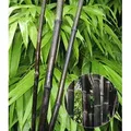 BALDUR Garten 1x Schwarzer Bambus 'Black Pearl', Pflanze im 2 Liter-Topf, Fargesia nitida Blackpearl, winterhart, pflegeleicht, immergrün, schwarz...