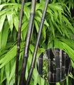 BALDUR Garten Bambus Schwarzer Bambus 'Black Pearl', 1 St., Schwarzrohrbambus, winterhart, mehrjährig, blickdicht