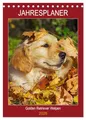 Jahresplaner Golden Retriever Welpen (Tischkalender 2026 DIN A5 hoch), CALVENDO Monatskalender