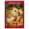 Jahresplaner Golden Retriever Welpen (Tischkalender 2026 DIN A5 hoch) CALVENDO Monatskalender von Sigrid Starick/ Calvendo / Calvendo / Kalender