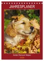 Sigrid Starick | Jahresplaner Go*den Retriever Welpen (Tischkalender 2026 DIN...
