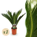 Zimmerpflanze - Cycas revoluta - Palmfarn - Wenig Pflege - 2x - Ø17cm - ↕55-65cm