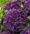 Freiland-Hortensie "Deep Purple Dance®" im 2-Liter Topf,1 Pflanze