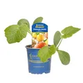Kiepenkerl Hokkaido-Kürbis Amoro Cucurbita maxima F1 nussig mit Schale essbar 10,5cm Topf