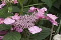 Pflanzen für Dich Gehölze Hydrangea serrata Rosalba, 1 St., Berg-Hortensie