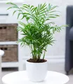 BALDUR Garten Zimmerpflanze Chamaedorea Palme, 1 St., Zimmerpflanze, pflegeleicht