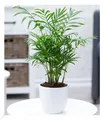 Chamaedorea Palme, 1 Pflanze Luftreinigende Zimmerpflanze Bergpalme Zimmerpalme