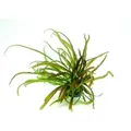 Dennerle Plants Aquariumpflanze Cryptocoryne Crispatula In-Vitro
