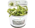 Grasblättriger Wasserkelch - Cryptocoryne crispatula In-Vitro