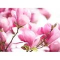 Fototapete PAPERMOON "Pink Magnolia", bunt (mehrfarbig), B:5m L:2,8m, Vlies, Tapeten