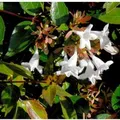 Großblumige Abelie 40-60cm - Abelia grandiflora