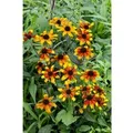 Rudbeckia Triloba Sonnenhut Ca. 9x9 cm Topf