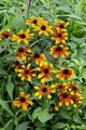 Rudbeckia triloba 'Prairie Glow' 9x9 cm Topf – Winterhart, Mehrjährig, Pflegeleicht – Dreilappiger Sonnenhut – Beetpflanze für Garten & Rabatten