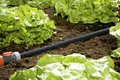 Gardena Perl-Regner 15 m