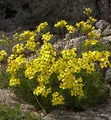 Olymp Felsenblümchen - Draba bruniifolia - lebende Gartenpflanze aus den Baumschulen