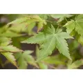 Acer Palmatum Sangokaku Japanischer Ahorn Korallenrote Rinde 175–200 cm