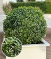 BALDUR Garten 1x Euonymus 'Green Empire®', Pflanze im 9x9 cm-Topf, winterhart bis -20 °C & pflegeleicht, immergrün in Beet & Kübel, Buchsbaumersatz, resistent gegen Krankheiten und Schädlinge