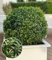 BALDUR Garten Zierstrauch Euonymus 'Green Empire®', 1 St., Dunkelgrün, immergrün, winterhart, mehrjährig, pflegeleicht