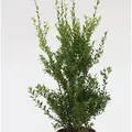 Glänzender Japanische Ilex Impala 50-60cm - Ilex maximowicziana