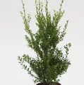 Glänzender Japanische Ilex Impala® 50-60cm - Ilex maximowicziana