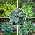 Hosta Funkie Pflanze Winterhart - Funky Budget Mix - 5 stück - Mehrfarbig
