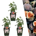 Plants by Frank | 3 Feigenbaum Pflanzen BIO | 3 x Ficus Carica | 13 cm Ø | 20 cm ↨ | Feigenbaum | 100% Biologisch | Obstgarten | Obstbäume | Gemüsegarten | Gartenpflanzen