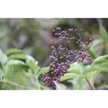 Sambucus Nigra Schwarzer Holunder 40–60 cm