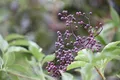 Sambucus nigra 40–60 cm – Winterhart, Mehrjährig, Pflegeleicht – Schwarzer Holunder – Heckenpflanze für Garten & Sichtschutz