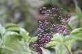Pflanzen für Dich Gehölze Sambucus nigra, 1 St., Schwarzer Holunder, Holunder, Fliederbeerbusch