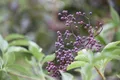 Sambucus nigra, Schwarzer Holunder, 40–60 cm