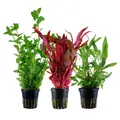 AquaOne Aquarium Pflanzen I 3X Wasserpflanzen I Hintergrund Aquarienpflanzen I Alternanthera Hygrophila Bacopa I Set mit 3 Hintergrundpflanzen