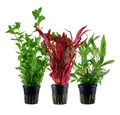 Aquaone Wasserpflanze Pflanzen Set mit 3 Hintergrund Wasserpflanzen Nr.124