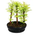 Exotenherz Outdoor-Bonsai Metasequoia Glyptostroboides Kleiner Wald Mit 3 Pflanzen